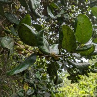 Aporosa latifolia Thwaites